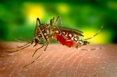 Sanidad registra el tercer caso congénito de Zika en España, que suma 297 notificados, dos de ellos en Extremadura