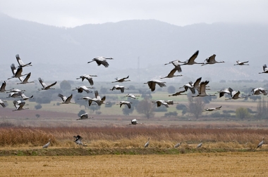 Extremadura: el mayor hogar para las aves en Europa