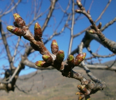  El Valle del Jerte es el destino preferido de los españoles para pasar la primavera, según PANGEA