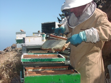 Extremadura destina 2,2 millones para mejorar las condiciones de producción y comercialización de productos apícolas