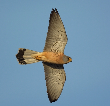 Extremadura realizará un estudio para conocer el impacto económico del turismo ornitológico