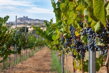 La Bodega Encina Blanca de Alburquerque(Badajoz) ofrecerá sus vinos a precios 