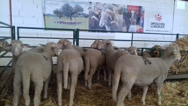 Éxito rotundo de la Diputación de Badajoz en la subasta de ganado de la XXXIV Feria Agroganadera de Trujillo