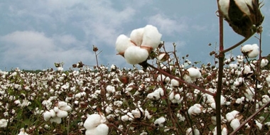 La Unión insta a la Junta de Extremadura a favorecer la implantación de nuevos cultivos como algodón o remolacha