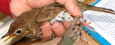 El Parque Natural de Cornalvo acogerá, el 28 de octubre, un taller de anillamiento científico de aves