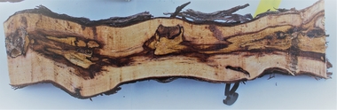 Cicytex participa en un proyecto para desarrollar nuevas estrategias en el manejo de las enfermedades fúngicas de la madera de la vid