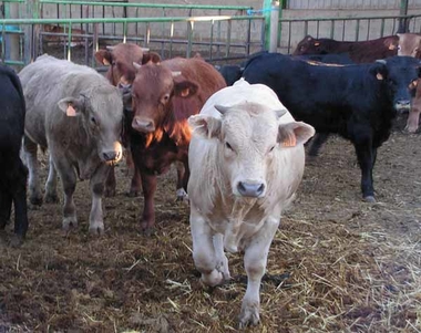 Publicada convocatoria de ayudas a la repoblación en explotaciones de ganado bovino, ovino y caprino objeto de vaciado sanitario
