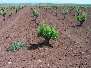 Extremadura recibe 2,5 millones de euros adicionales para para la reestructuración del viñedo