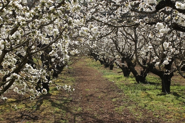Agricultura impulsa el riego eficiente en 6.000 hectáreas con ayudas del PDR